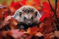 Nature animal forest hedgehog wildlife