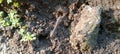 Millipede insects, Indonesia (Diplopoda, Polydesmida, Paradoxosomatidae) crawling on the ground out Royalty Free Stock Photo