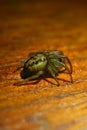 Small spider under wooden surface