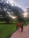 Nature, Animal, trees, sunset, walkway, horse