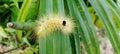 Spilosoma virginica yellow hairy caterpillar, Virginian tiger mouth with black neck bend Royalty Free Stock Photo