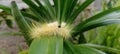 Spilosoma virginica yellow hairy caterpillar, Virginian tiger mouth with black neck close Royalty Free Stock Photo