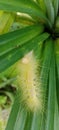 Spilosoma virginica yellow hairy caterpillar, Virginian tiger mouth portrait Royalty Free Stock Photo