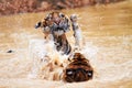 Nature, animals and tiger cubs in water at wildlife park with fun, playing and freedom in jungle. River, lake or dam Royalty Free Stock Photo