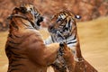 Nature, animals and tiger fight in water at wildlife park with fun, playing and freedom in jungle. River, lake or dam Royalty Free Stock Photo