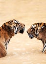 Nature, animals and tiger kiss in water at wildlife park with love, playing and freedom in jungle. River, lake or dam Royalty Free Stock Photo