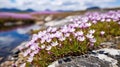 nature arctic tundra flowers Royalty Free Stock Photo