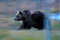 Nature art, blur image. Autumn trees with bear. Beautiful brown bear walking around lake, fall colours. Big danger animal in