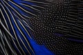 Nature art. Feathers plumage bird close-up detail. Blue black brid art view. Vulturine guinea fowl, Acryllium vulturinum, bird