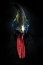 Nature art portrait. Detail of Southern cassowary, Casuarius casuarius, known as double-wattled cassowary. Australian big forest Royalty Free Stock Photo