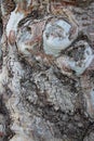 Natural Art. Close Up Old Eucalyptus Tree Bark And Gnarl Royalty Free Stock Photo