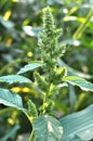 In nature, as a weed grows common amaranthus