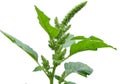 In nature, as a weed grows common amaranthus