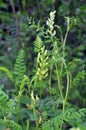 In nature, astragalus cicer grows among herbs Royalty Free Stock Photo