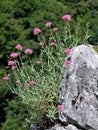 Nature in the Asturien mountains - Spain