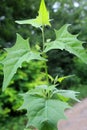 In nature, Atriplex sagittata (Atriplex nitens) grows as a weed Royalty Free Stock Photo
