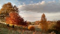 Nature autum colors Royalty Free Stock Photo