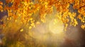 Nature Autumn Background with birch tree Royalty Free Stock Photo