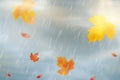 Nature autumn background with falling red, yellow, orange, brown Maple Leaves on sky. Autumn season rainy weather design Royalty Free Stock Photo