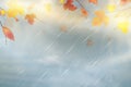 Nature autumn background with falling red, yellow, orange, brown Maple Leaves on sky. Autumn season rainy weather design