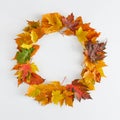 Nature autumn background made of colorful leaves like round frame. Royalty Free Stock Photo