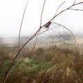 Nature autumn dew morning web Royalty Free Stock Photo