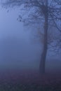 Nature Autumn Foggy Tree Landscape Royalty Free Stock Photo