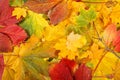 Nature - Autumn leaf background Royalty Free Stock Photo