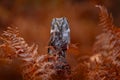 Nature autumn, owl in orange fern growth. Fall forest wildlife. Owl, detail portrait of bird in nature habitat, Germany. Bird Royalty Free Stock Photo