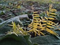 The nature of autumn. Plants after the first frost