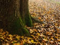 Nature autumn Trees countryside yellow leaves fresh air fog Royalty Free Stock Photo