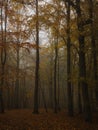 Nature autumn Trees countryside yellow leaves fresh air fog Royalty Free Stock Photo