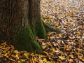 Nature autumn Trees countryside yellow leaves fresh air fog Royalty Free Stock Photo