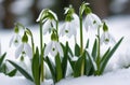nature awakening in early spring. closeup on snowdrop flowers growing in snow in forest