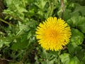Nature awakens, revives - in the spring garden, a dandelion has blossomed with its yellow flower. rejoices in the springtime sun