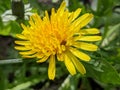 Nature awakens, revives - in the spring garden, a dandelion has blossomed with its yellow flower. rejoices in the springtime sun