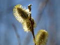 Nature awakes in spring. Blooming willow twigs and furry willow-catkins