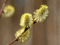 Nature awakes in spring. Blooming willow twigs and furry willow-catkins