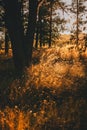 Nature backdrop. Beautiful meadow with wild flowers over sunset sky. Beauty nature field background with sun flare. Easter nature Royalty Free Stock Photo