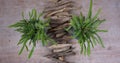 Nature backdrop with driftwood and cactus plants isolated on wooden background Royalty Free Stock Photo