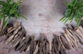 Nature backdrop with driftwood and cactus plants isolated on wooden background Royalty Free Stock Photo