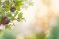 Nature background with acorn, oak leaves and bokeh light Royalty Free Stock Photo