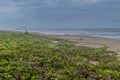Nature`s Garden on the Dunes at the Beach Royalty Free Stock Photo
