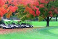 Nature background in autumn colors. Royalty Free Stock Photo