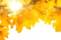 Nature background with autumn maple leaves and bright sunlight Royalty Free Stock Photo