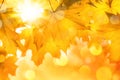 Nature background with autumn maple leaves and bright sunlight Royalty Free Stock Photo