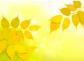 Nature background with autumn yellow leaves