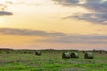 Nature background. Bales of straw on the autumn meadow during wonderful sunset times