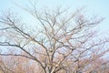 Nature background of bare winter leafless tree Royalty Free Stock Photo