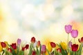 Nature background. Beautiful colored tulips flowers with copyspace Royalty Free Stock Photo